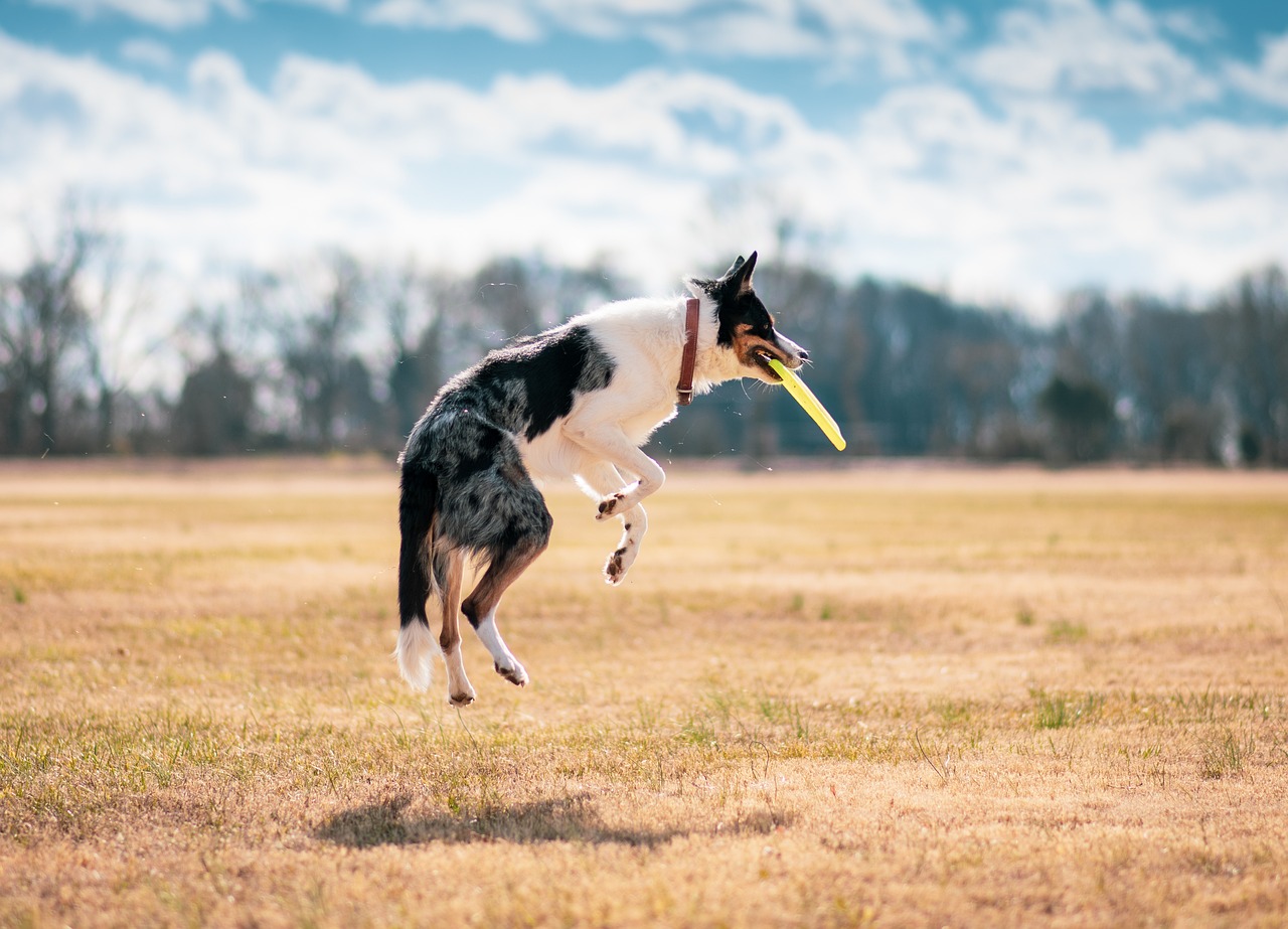 Chien sautant avec un frisbee